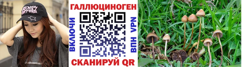 Галлюциногенные грибы Psilocybe mega tor Чапаевск